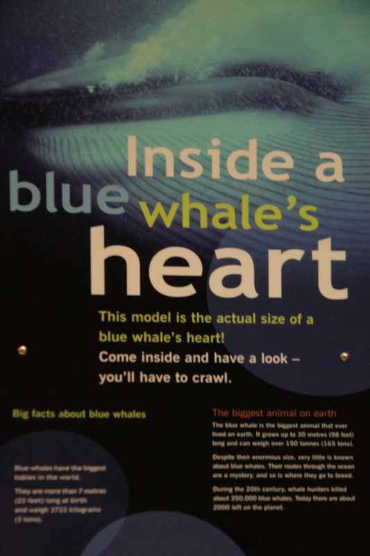 Nieuw-Zeeland 2011 - 0915